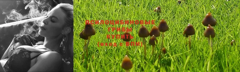 Галлюциногенные грибы MAGIC MUSHROOMS  сколько стоит  Полевской 